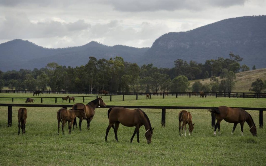 Dry hurts high end as horse studs consider feed levy on owners