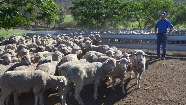Merino breeder using technology to advance his flock