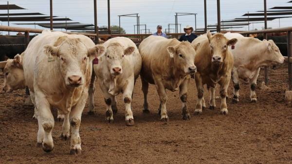 Ekka’s Paddock to Palate beef competitions continue