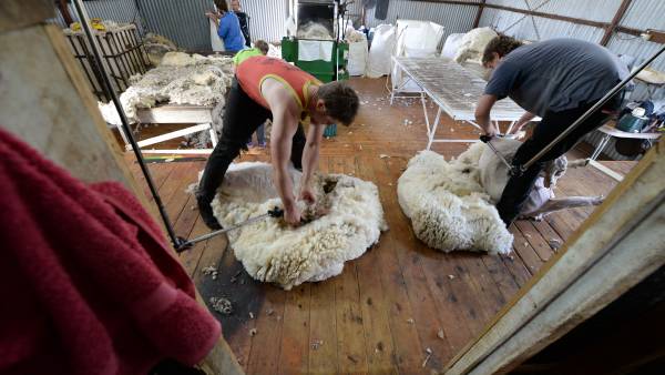 Growers in no hurry to sell