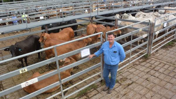 Grafton cows, calves, to $3150