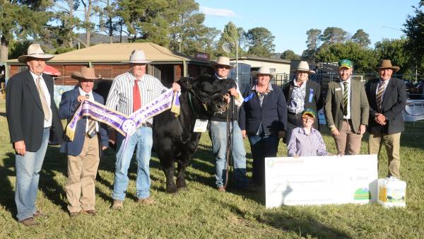 Hillview Quigley Q18 the Champion of Champion