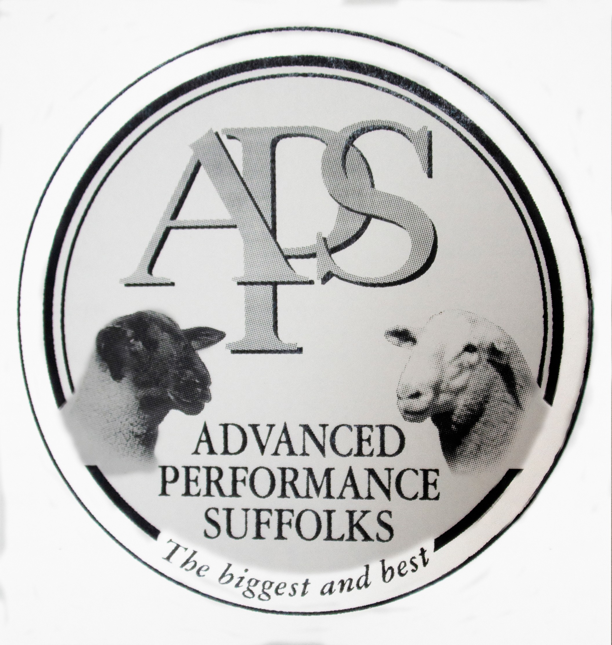Advanced Performance Suffolks Dispersal sale - Day 2 - Suffolks - Online