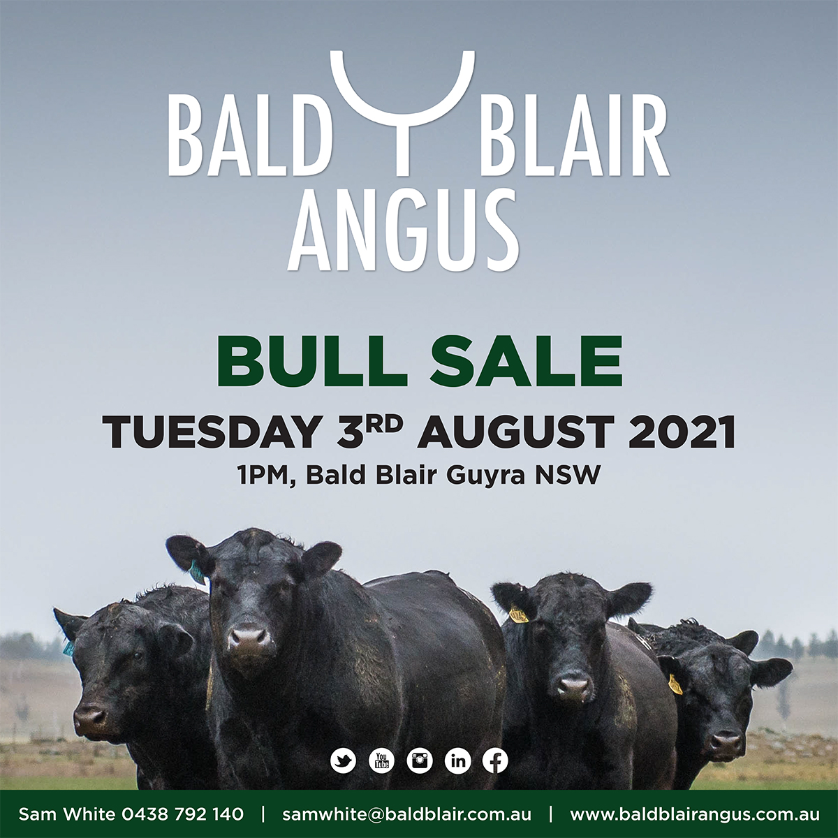 Bald Blair Angus Open Day - Bull inspections