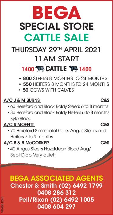 BEGA SPECIAL STORE CATTLE SALE