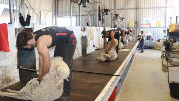 Tasmanian groups target youth in attempt to overcome a shearer shortage