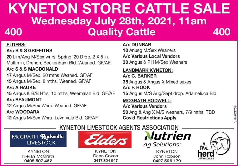 KYNETON STORE CATTLE SALE