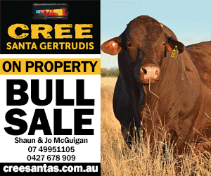 Cree Santa Gertrudis Bull Sale
