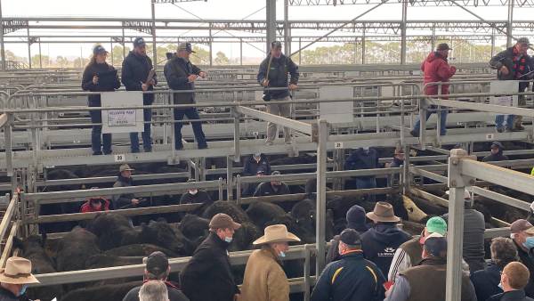 Ballarat steers to $2840, as light cattle trend higher