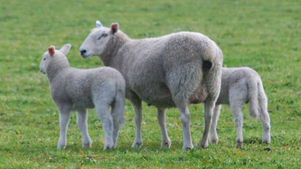 Livestock forum by producers for producers