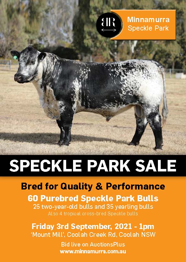 Minnamurra Speckle Park Bull Sale