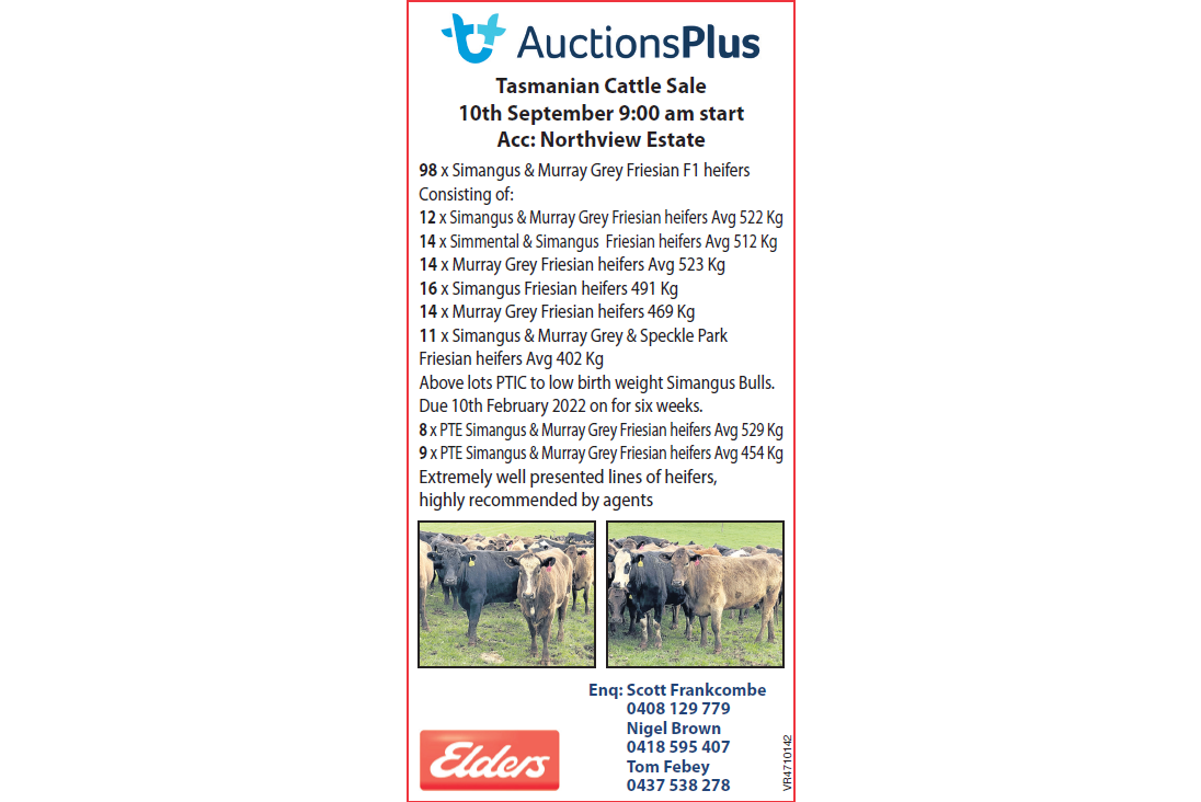 AuctionsPlus Tasmanian Cattle Sale Acc: Northview Estate