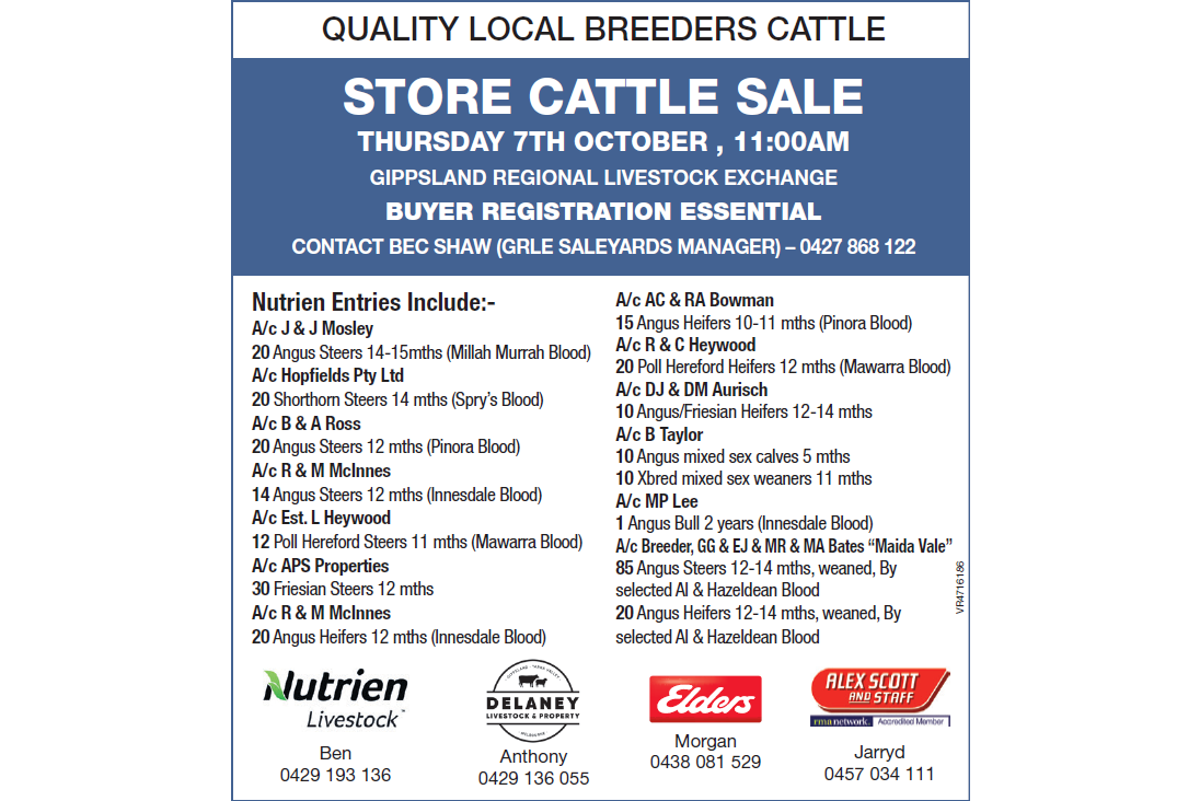 QUALITY LOCAL BREEDERS CATTLE STORE CATTLE SALE GIPPSLAND REGIONAL LIVESTOCK EXCHANGE
