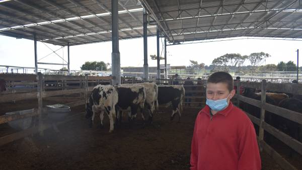 Light cattle raise the roof at Warrnambool