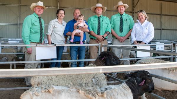 Bellevue sell 118 Dorper and White Dorper rams to average $2359