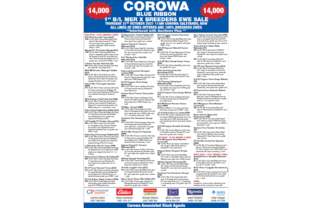 COROWA BLUE RIBBON 1st B/L MER X BREEDERS EWE SALE