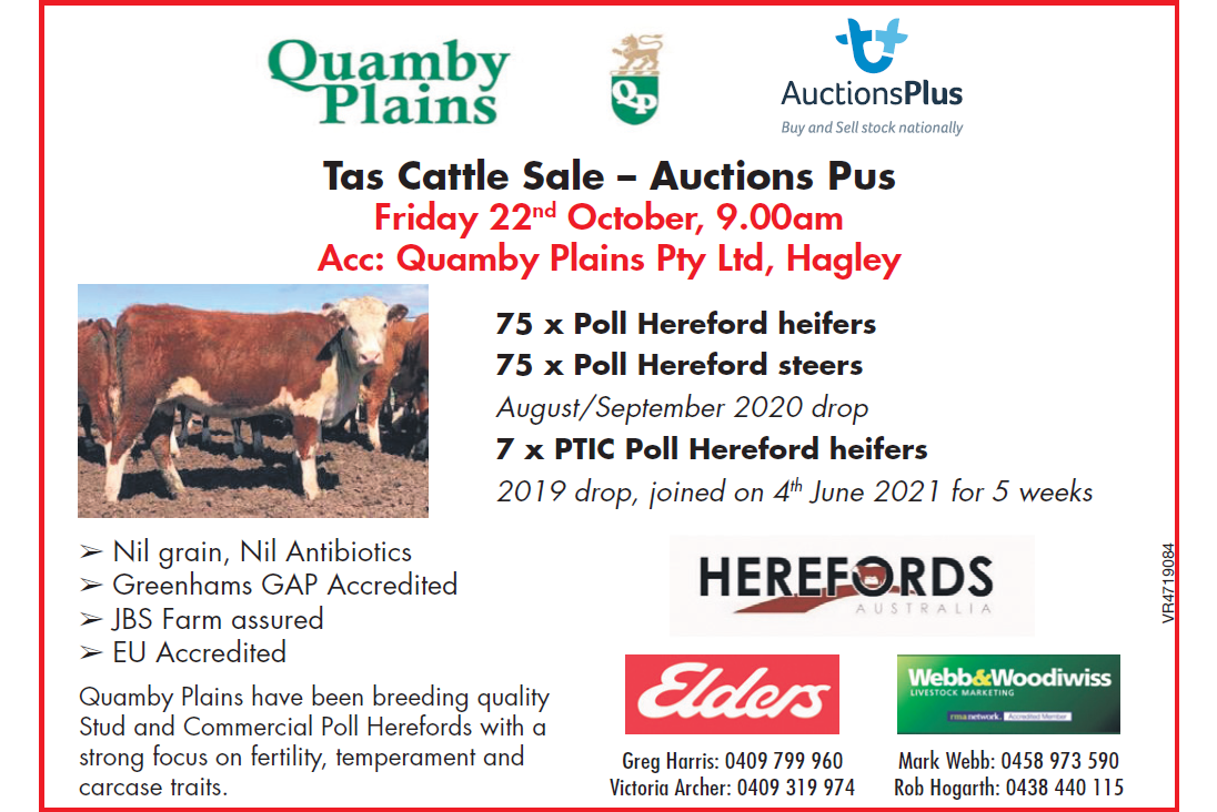 Tas Cattle Sale – Auctions Plus