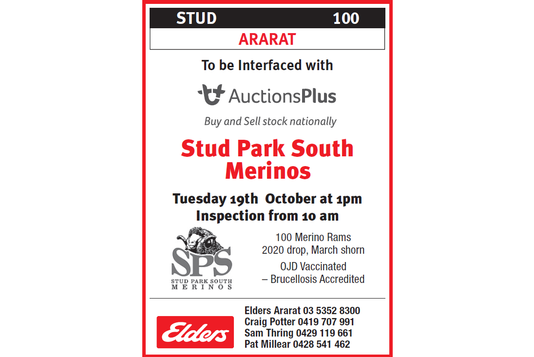 STUD 100  ARARAT  Stud Park South Merinos