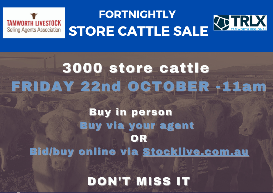Fortnightly store cattle sale