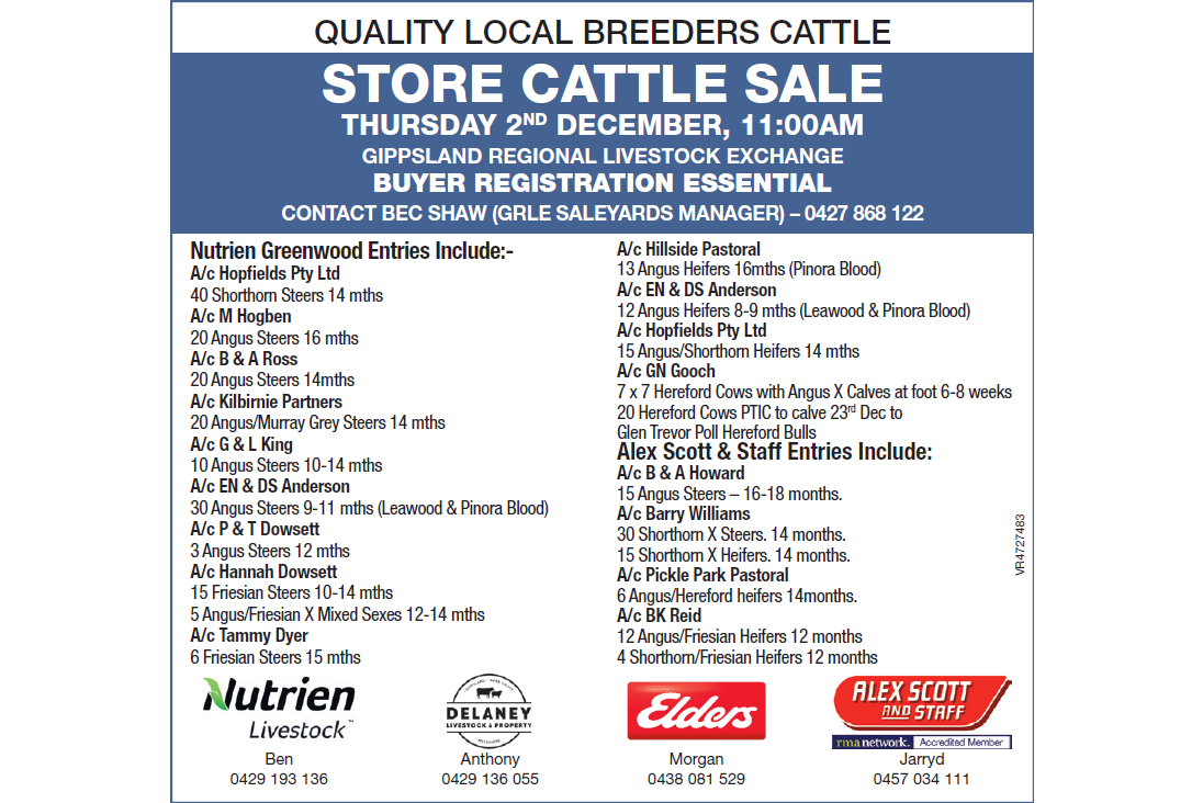 GRLE QUALITY LOCAL BREEDERS CATTLE STORE CATTLE SALE