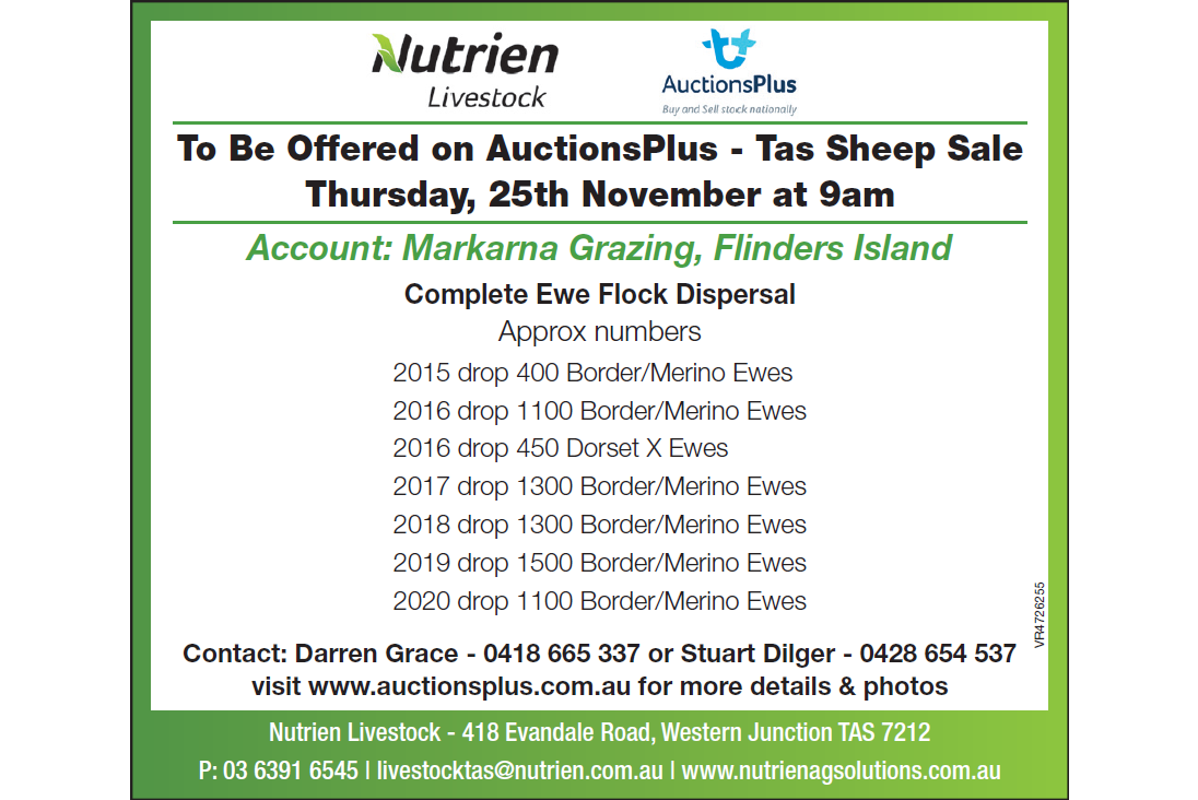 To Be Offered on AuctionsPlus - Tas Sheep Sale