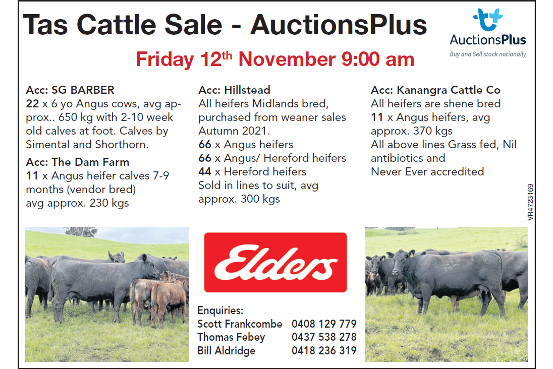 Tas Cattle Sale - AuctionsPlus