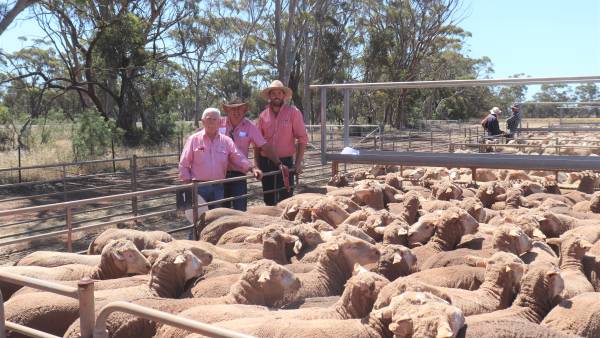Moora ewes sell to an average of $227