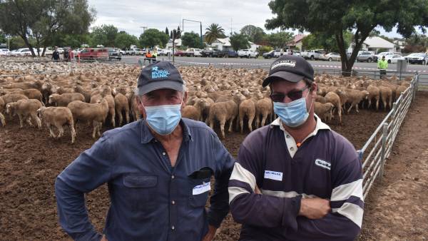 Wycheproof spring sheep sale tops at $395