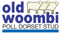 Old Woombi Poll Dorset Stud