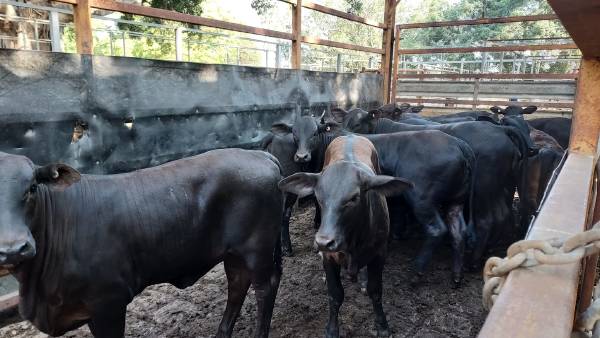 Mickeys hit 759c, heifers sell for record 650c at Mareeba