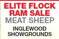 Elite Flock Ram Sale - Meat Sheep