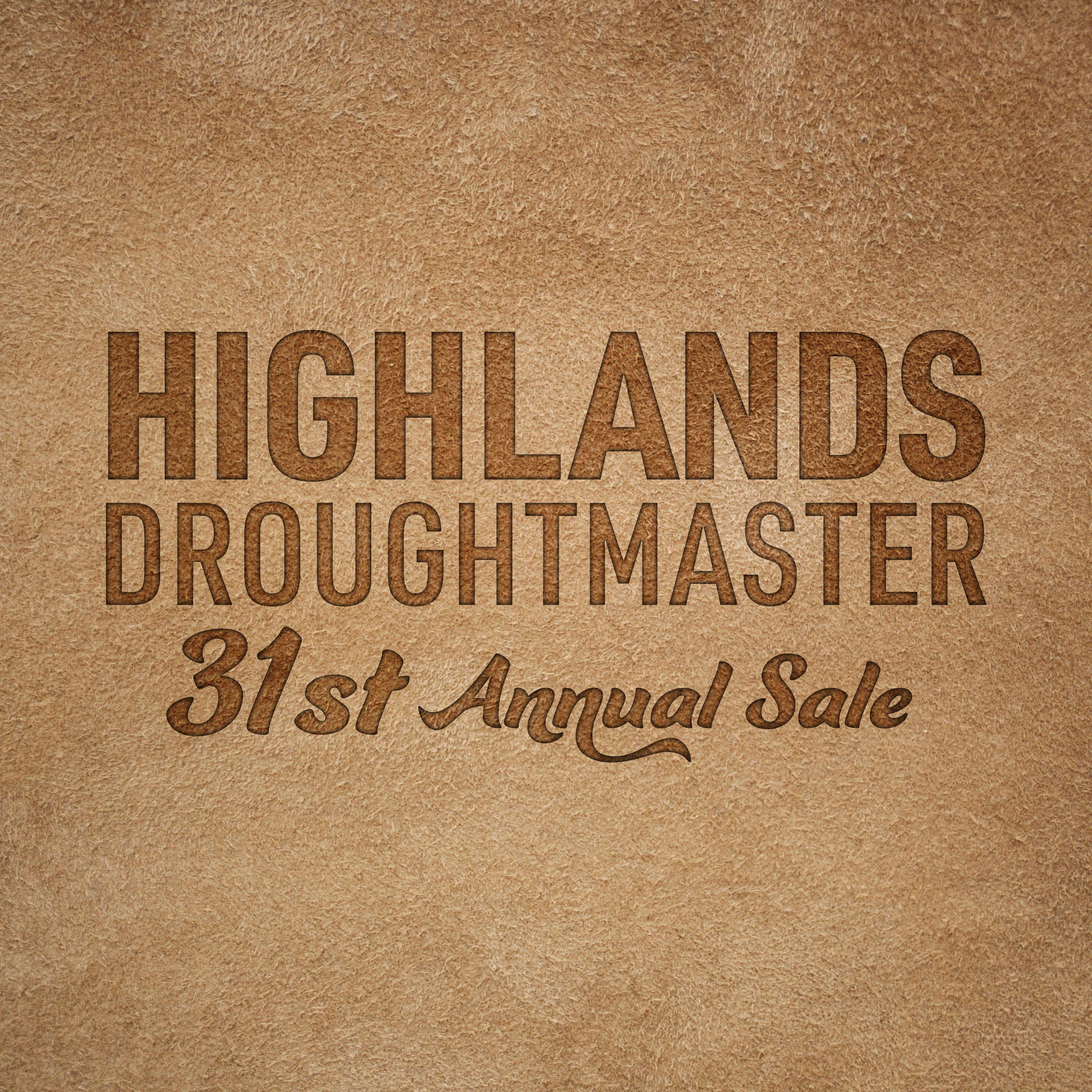 Highlands Droughtmaster Sale