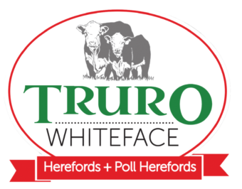 Truro Whiteface Hereford & Poll Hereford Inaugural Autumn Bull Sale