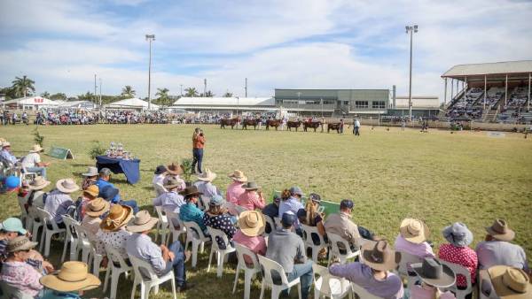 Federal Labor to invest $6m in Beef Australia if elected