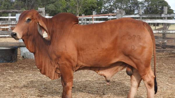 Elmo Brahman bull sells for $80,000 in private sale