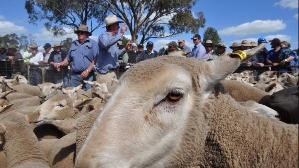 First-cross ewes prices level out with more predicted to hit the market