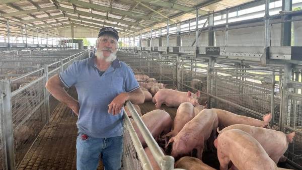 Forbes pig market starts year $5 to $10 softer