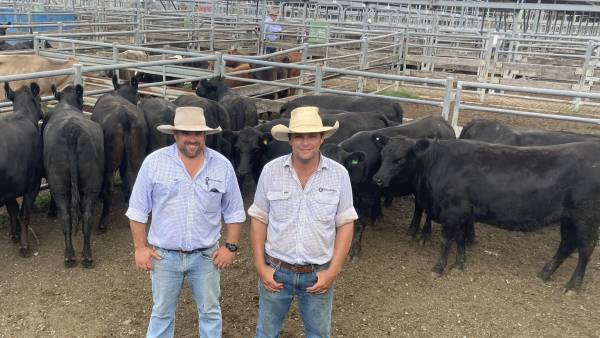 A record start at Maitland as cows hit $5800