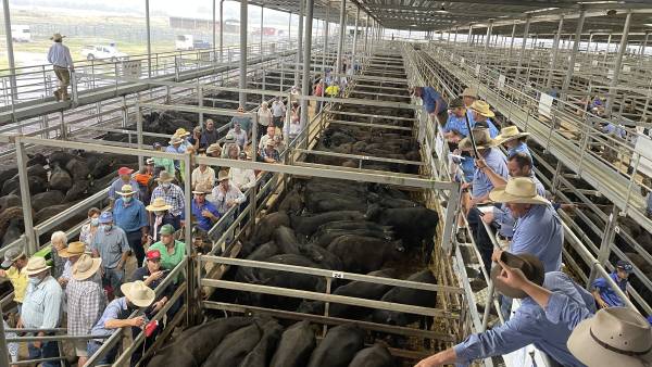 The southern weaner sales so far | Videos, photos, full reports