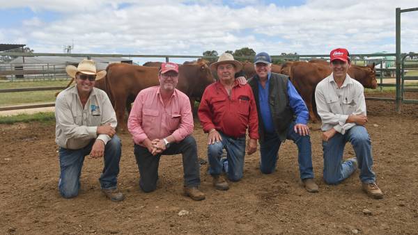 Invitational Red Angus sale bulls enter new trial phase