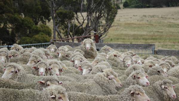 Less volatile start to year for wool market