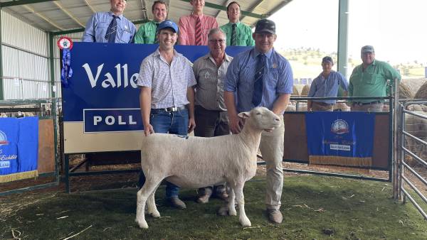 Valley Vista Poll Dorset rams sold to $4600 (twice), ewes to $3600
