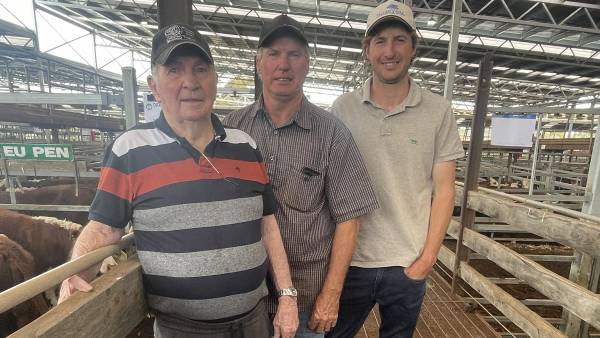 Euros, Herefords join the party at Hamilton