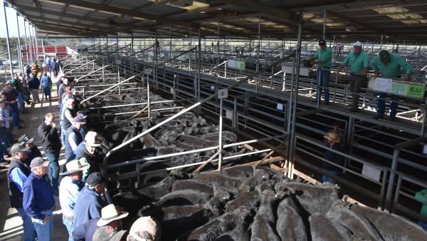 Bairnsdale cows and calves sell to $4080 in first sale for 2022