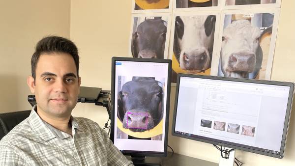 Facial recognition for cattle on the way