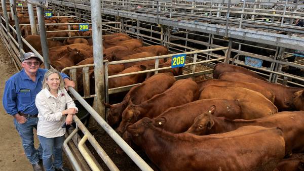 Leongatha Red Angus steer calves hit $2640 at fortnightly sale