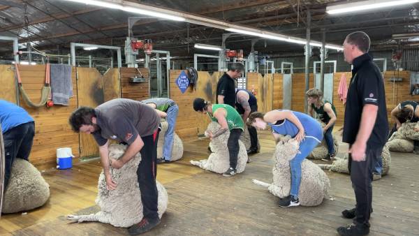 Finding enough shearers a key challenge for 2022