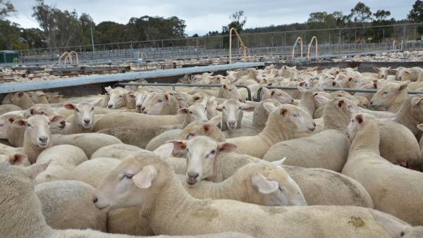 Sheepmeat industry experiencing volatile times
