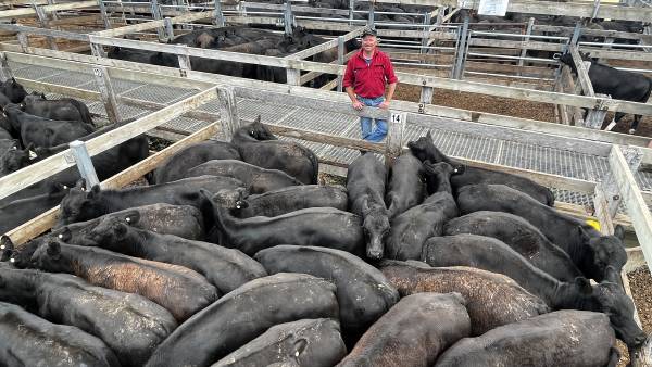 Casterton steers pass 830c/kg as 90 per cent of cattle head north