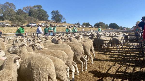 Casterton first-cross ewes hit $420 a head in annual feature sale